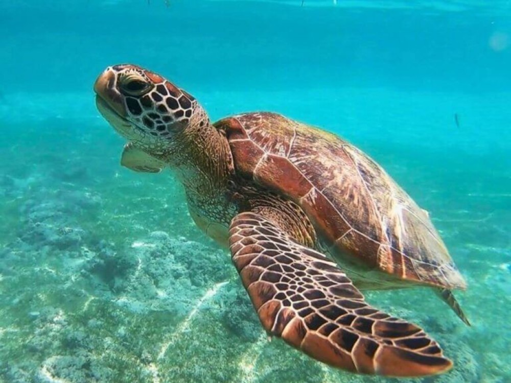 Excursion Ultimate Zakynthos South Tour & Cruise: Keri Caves. Turtle Island, and More